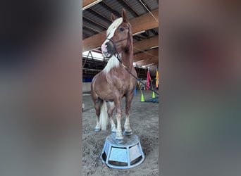 Black Forest Horse, Gelding, 7 years, 15.2 hh, Chestnut-Red