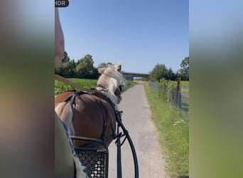 Black Forest Horse, Gelding, 7 years, 15.2 hh, Chestnut-Red
