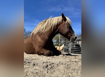 Black Forest Horse, Gelding, 7 years, 15,1 hh, Brown