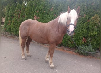 Black Forest Horse, Gelding, 7 years, 16 hh, Chestnut-Red