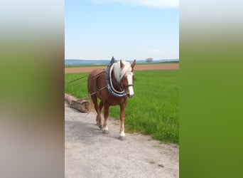 Black Forest Horse, Gelding, 7 years, 16 hh, Chestnut-Red