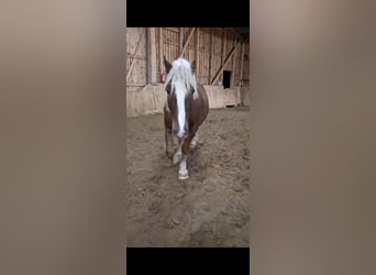 Black Forest Horse, Gelding, 8 years, 15 hh