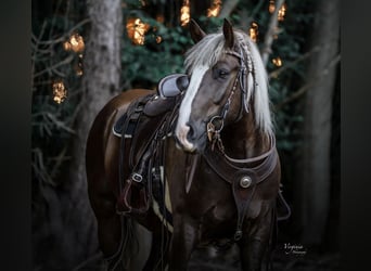 Black Forest Horse, Gelding, 8 years, 15 hh, Chestnut