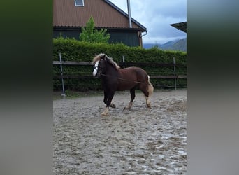 Black Forest Horse, Gelding, 9 years, 14.1 hh, Chestnut-Red