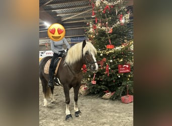 Black Forest Horse, Gelding, 9 years, 15,1 hh, Chestnut