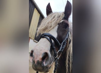 Black Forest Horse, Mare, 10 years, 15.2 hh, Chestnut
