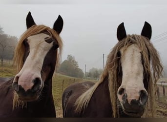 Black Forest Horse, Mare, 10 years, 15,2 hh, Chestnut