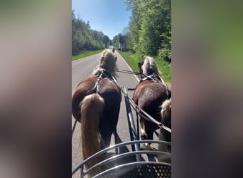 Black Forest Horse, Mare, 10 years, 15,2 hh, Chestnut