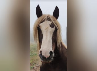Black Forest Horse, Mare, 10 years, 15,2 hh, Chestnut