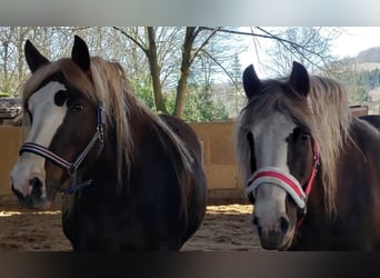 Black Forest Horse, Mare, 10 years, 15,2 hh, Chestnut