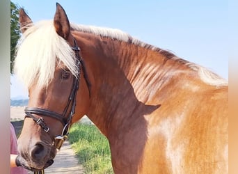 Black Forest Horse Mix, Mare, 11 years, 14,3 hh, Chestnut-Red