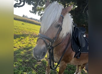 Black Forest Horse Mix, Mare, 13 years, 14.2 hh, Brown-Light