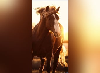 Black Forest Horse, Mare, 13 years, 15 hh, Brown