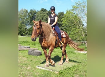 Black Forest Horse Mix, Mare, 14 years, 14,3 hh, Roan-Red