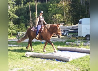 Black Forest Horse Mix, Mare, 14 years, 14,3 hh, Roan-Red
