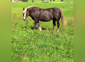 Black Forest Horse, Mare, 14 years, 15 hh, Chestnut