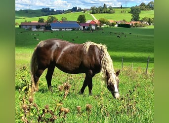 Black Forest Horse, Mare, 14 years, 15 hh, Chestnut