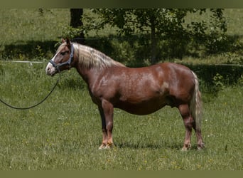 Black Forest Horse, Mare, 15 years, 14.3 hh, Chestnut-Red