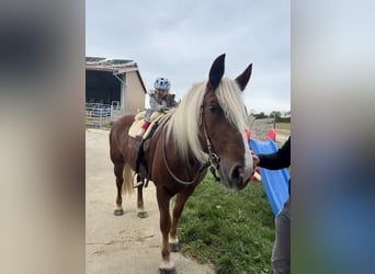 Black Forest Horse, Mare, 16 years, 15,2 hh, Chestnut-Red