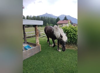 Black Forest Horse, Mare, 17 years, Chestnut