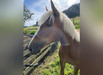 Black Forest Horse, Mare, 1 year, 15 hh, Chestnut-Red