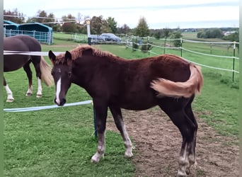 Black Forest Horse, Mare, 1 year, 15,1 hh, Chestnut