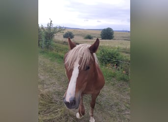 Black Forest Horse, Mare, 1 year, Chestnut