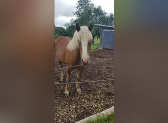 Black Forest Horse, Mare, 1 year, Chestnut