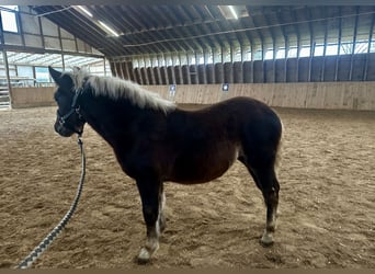 Black Forest Horse, Mare, 1 year, Chestnut-Red