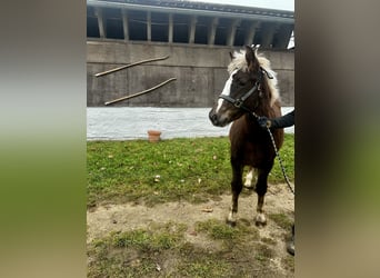 Black Forest Horse, Mare, 1 year, Chestnut-Red