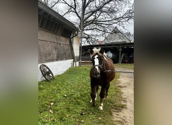 Black Forest Horse, Mare, 1 year, Chestnut-Red