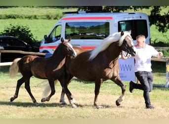 Black Forest Horse, Mare, 1 year, Chestnut-Red