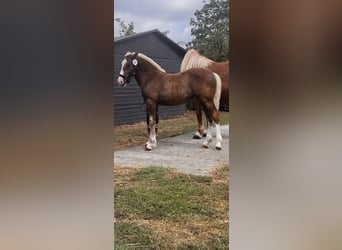 Black Forest Horse, Mare, 1 year