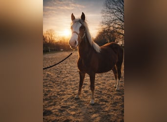 Black Forest Horse, Mare, 1 year