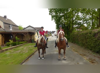 Black Forest Horse, Mare, 21 years, 14,2 hh, Chestnut