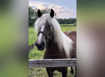 Schwarzwälder Fuchs, Stute, 2 Jahre, 14,2 hh, Dunkelfuchs