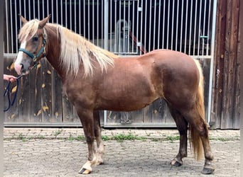 Black Forest Horse, Mare, 2 years, 15 hh, Chestnut