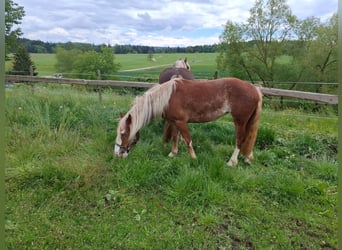 Black Forest Horse, Mare, 2 years