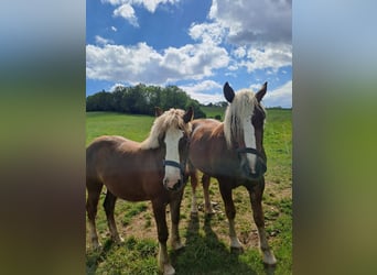 Black Forest Horse, Mare, 2 years, Chestnut