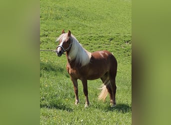 Black Forest Horse, Mare, 2 years, Chestnut-Red