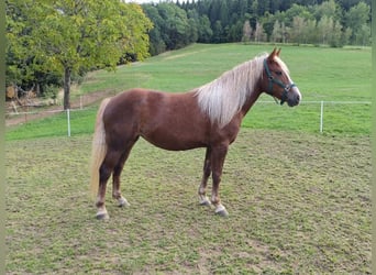 Black Forest Horse, Mare, 2 years, Chestnut-Red
