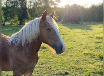 Black Forest Horse, Mare, 2 years, Chestnut-Red