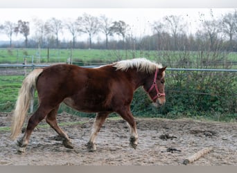 Black Forest Horse, Mare, 3 years, 14.3 hh, Bay-Dark