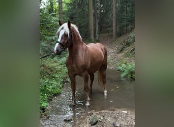 Black Forest Horse, Mare, 3 years, 14.3 hh, Chestnut