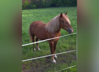 Black Forest Horse, Mare, 3 years, 14.3 hh, Chestnut