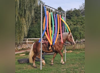 Black Forest Horse Mix, Mare, 3 years, 15.1 hh, Chestnut-Red