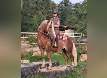 Black Forest Horse Mix, Mare, 3 years, 15.1 hh, Chestnut-Red