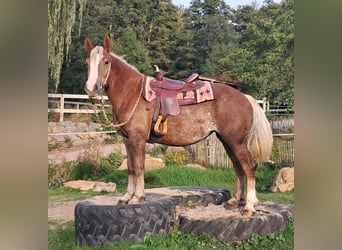 Black Forest Horse Mix, Mare, 3 years, 15.1 hh, Chestnut-Red