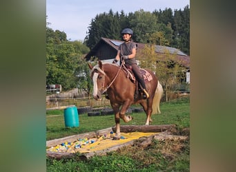 Black Forest Horse Mix, Mare, 3 years, 15.1 hh, Chestnut-Red