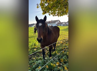 Black Forest Horse, Mare, 3 years, 15 hh, Brown